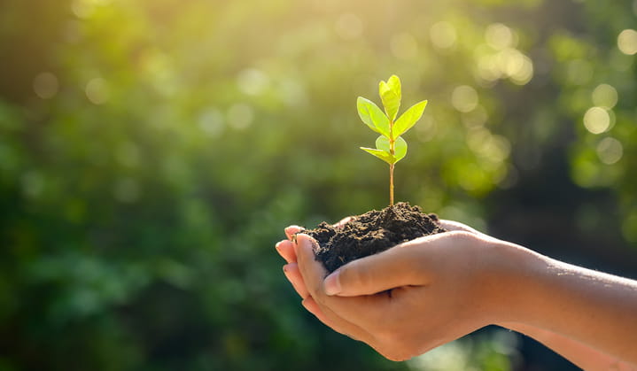 Manos plantando una nueva semilla de árbol para respaldar las soluciones cobertura de agricultura y energía de BOK.